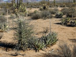 USA_Mexico2006-2007-048